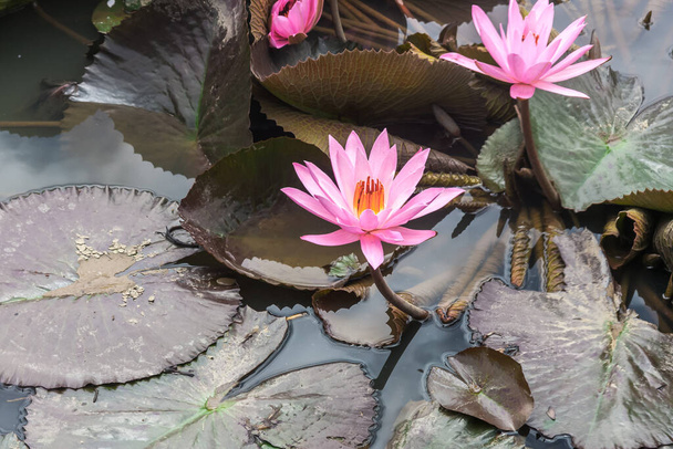 Büyük pembe su zambağı ya da nilüfer çiçeği - Fotoğraf, Görsel
