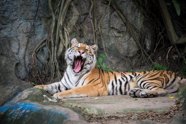 Bengálský tygr - Fotografie, Obrázek