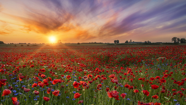 Krásný východ slunce nad červeným makovým polem - Fotografie, Obrázek