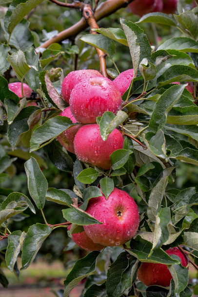 Krople deszczu na dojrzałe jabłka w sadzie jesienią. - Zdjęcie, obraz