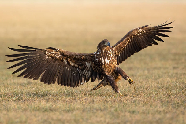Águila inmadura de cola blanca con alas abiertas en el campo - Foto, Imagen