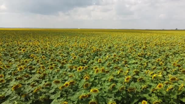 Bewölkter Himmel über einem Sonnenblumenfeld, Luftaufnahme. Agrarbereich. - Filmmaterial, Video