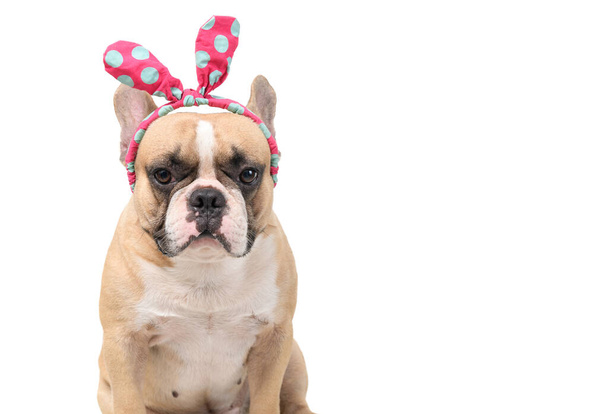 Cute french bulldog wear headband isolated on white background, pets and animal concept - Photo, Image