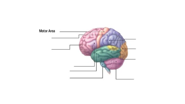 Functional Areas of the Brain - Footage, Video
