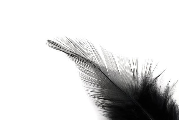 Black feather isolated on white background - Photo, Image