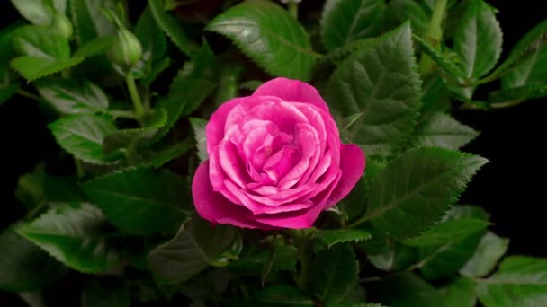Bella macro time lapse video di una rosa rosa in crescita - Filmati, video