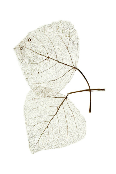  Текстура листовой вены - Фото, изображение