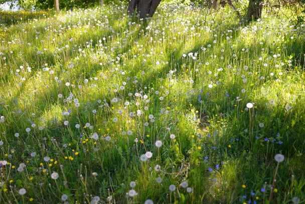 Pelouse verte avec des fleurs de pissenlit en fleurs par une journée claire et ensoleillée. Printemps, début de l'été. Forest, parc public. Lumière douce du soleil, rayons de soleil. Nature, botanique, environnement, écologie, écotourisme, jardinage - Photo, image