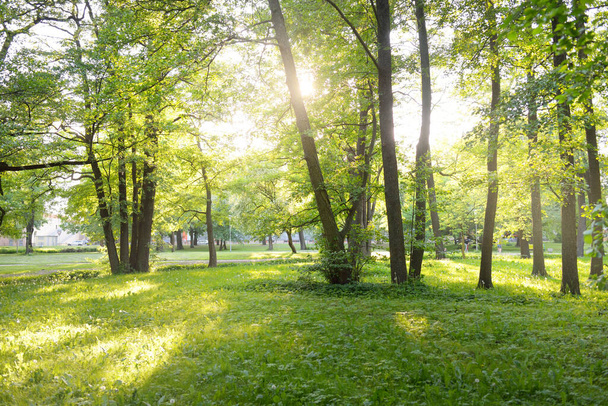 Шлях (алея) в зеленому листяному лісовому парку в сонячний весняний день. Могутні дерева. М'яке сонячне світло, сонячні промені. Природа, охорона навколишнього середовища, екологія, екотуризм, скандинавська ходьба, їзда на велосипеді
 - Фото, зображення
