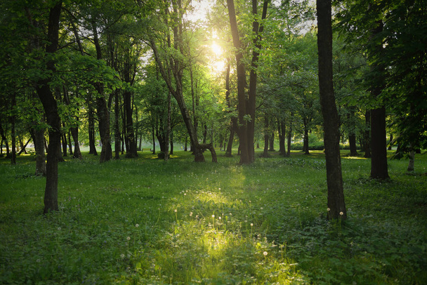 Út (sikátor) egy zöld lombhullató erdei parkban egy napos tavaszi napon. Hatalmas fák. Puha napfény, napsugarak. Természet, környezetvédelem, ökológia, ökoturizmus, nordic walking, kerékpározás - Fotó, kép