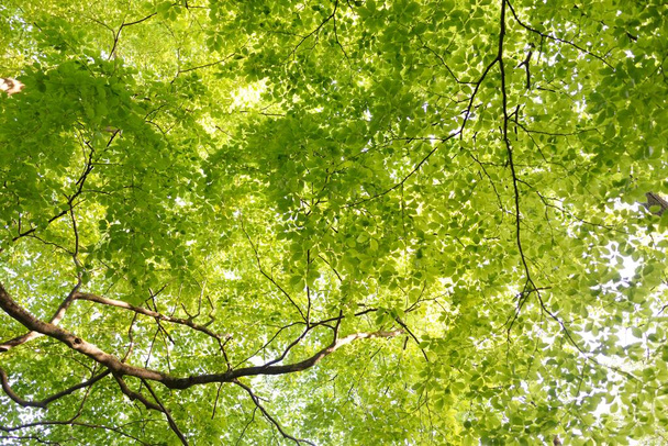Panoramic view of the green summer beech forest. Sunlight through the mighty trees. Environmental conservation, ecology, pure nature, ecotourism. Idyllic landscape - Photo, Image
