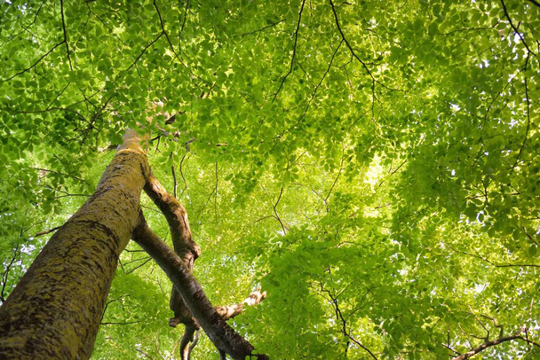 Панорамный вид на зеленый летний буковый лес. Солнечный свет сквозь могучие деревья. Охрана окружающей среды, экология, чистая природа, экотуризм. Идиллический пейзаж - Фото, изображение