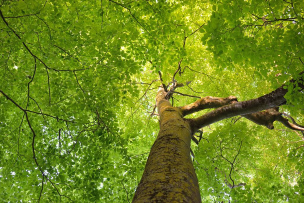 Vista panorâmica da floresta verde de faia de verão. Luz solar através das árvores poderosas. Conservação ambiental, ecologia, natureza pura, ecoturismo. Paisagem idílica - Foto, Imagem