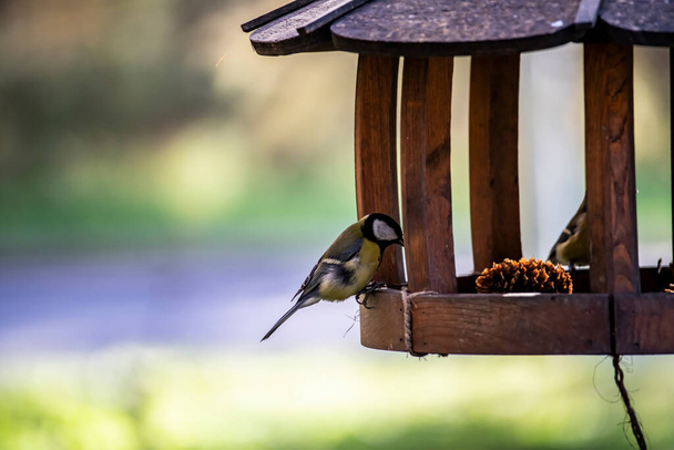 ένα χαρούμενο πουλί πέταξε στον τροφοδότη για να φάει σπόρους σε μια ηλιόλουστη ημέρα του φθινοπώρου  - Φωτογραφία, εικόνα