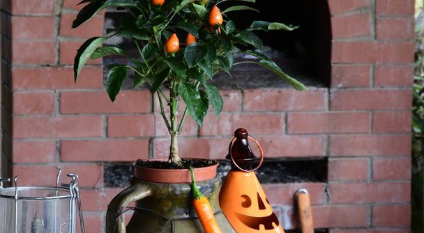 Arbusto de pimienta picante en maceta de arcilla rústica en el fondo de la chimenea de ladrillo - Foto, imagen
