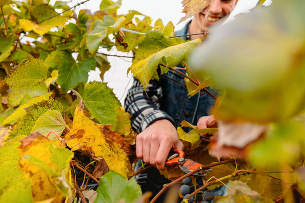 Young male farmer works in the vineyard in autumn day, bunch of grapes being picked from row during a the evening. - Фото, зображення