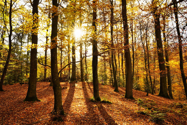 Чудовий осінній ліс із сонцем, що світить. Земля вкрита сухим листям. Німеччина, Баден-Вурттемберг. - Фото, зображення