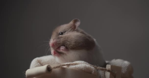 kleine Syrische hamster die in een comfortabele mand ligt, handen omhoog houdt, neus en handen schoonmaakt, achteruitkijkt en wegloopt - Video