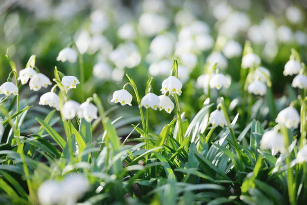Blooming Leucojum aestivum (summer snowflake) flowers in a park, close-up. Early spring. Symbol of purity, peace, joy, Easter concept. Landscaping, gardening, environment. Macrophotography, bokeh - Photo, Image