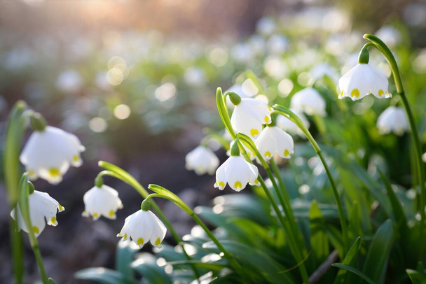 Virágzó Leucojum aestivum (nyári hópihe) virágok egy parkban, közelkép. Kora tavasz. A tisztaság, a béke, az öröm és a húsvét szimbóluma. Kertészkedés, kertészkedés, környezet. Makrofotográfia, bokeh - Fotó, kép