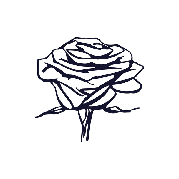  Вектор бутона розы. Иллюстрация розы - Вектор,изображение