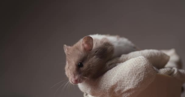 nieuwsgierige kleine gouden hamster op zoek naar kant, bewegende neus en ruiken tijdens het zitten op comfortabele mand op bruine achtergrond in de studio - Video