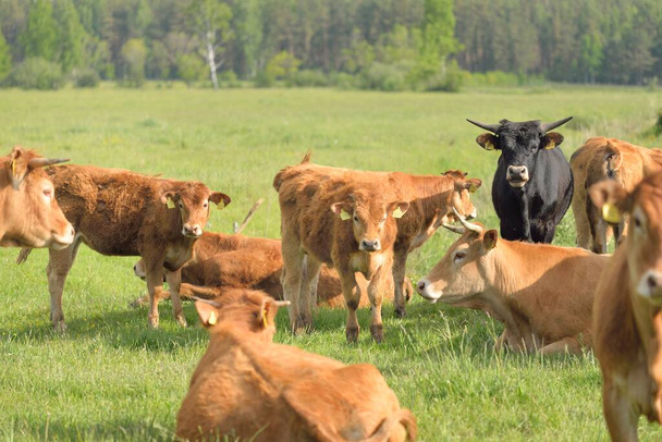 Καφέ αγελάδες βόσκουν σε ένα καταπράσινο λιβάδι του δάσους. Θερινή αγροτική σκηνή. Ποιμαντικό τοπίο. Εγχώρια ζώα, ζωικό κεφάλαιο, εκμετάλλευση, βιομηχανία τροφίμων, βόειο κρέας και γάλα, εναλλακτική παραγωγή, ζωή στην ύπαιθρο - Φωτογραφία, εικόνα