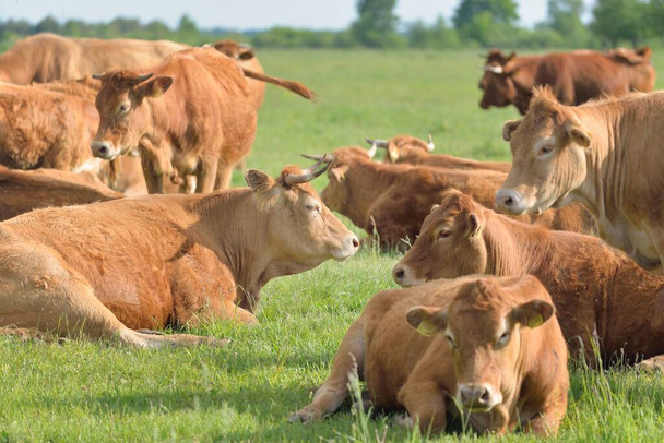 緑の森の牧草地に茶色の牛の放牧。夏の田園風景。牧歌的な風景。家畜、畜産、農業、食品産業、牛肉と牛乳、代替生産、田舎暮らし - 写真・画像