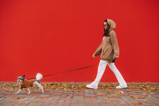 Tyylikäs nainen rento asu on kävely hänen koiransa york terrieri kaupungin kadulla edessä punainen seinä. Syksykausi, kaatuneet lehdet. - Valokuva, kuva