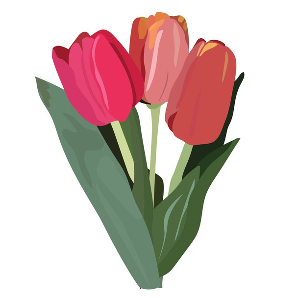 Bouquet of tulips, spring flowers. Illustration for a wedding, birthday, March 8, Valentine's Day, holiday, anniversary, solemn event, date. Vector stock illustration isolated on white background. - Vektör, Görsel