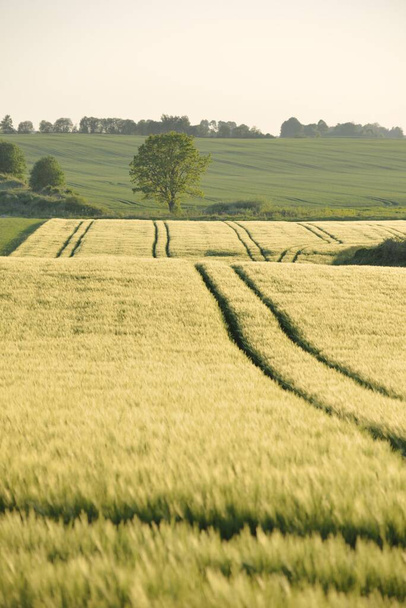 Панорамний вид на сільськогосподарське поле зеленої країни на заході сонця. М'яке сонячне світло, золота година. Натуральна текстура, візерунок, фон. Природа, екологія, охорона навколишнього середовища, екотуризм
 - Фото, зображення