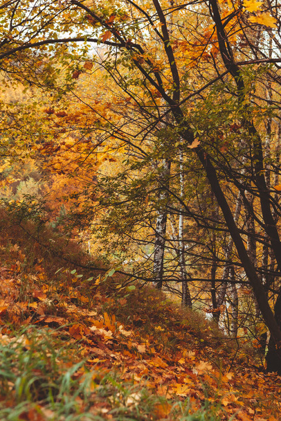 otoño bosque vista copia espacio - Foto, Imagen