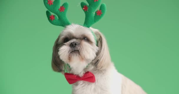 όμορφο shih tzu σκυλί φορώντας κέρατα ταράνδων, ένα κόκκινο παπιγιόν σε πράσινο φόντο - Πλάνα, βίντεο
