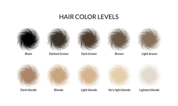 Hair color levels. Vector illustration. - Vector, Image