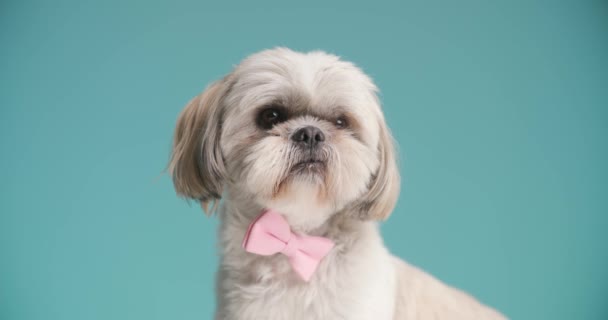 όμορφο shih tzu σκυλί κάθεται και κοιτάζοντας την κάμερα, φορώντας ένα ροζ παπιγιόν, σε μπλε φόντο - Πλάνα, βίντεο