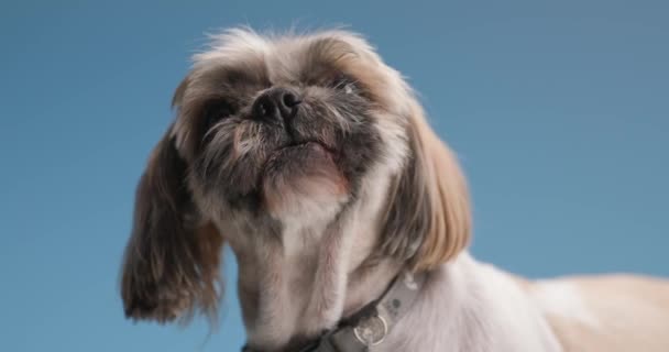 krásný malý shih tzu štěně nosí límec, lízání nosu a vzhlíží, dívá se stranou a stojí na modrém pozadí - Záběry, video