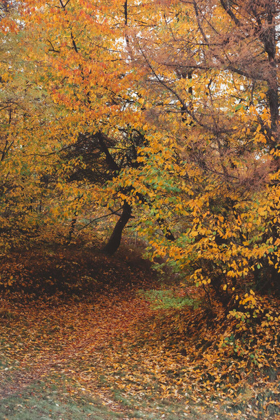 őszi szezon juharfa ágak sárga levelek másolás tér - Fotó, kép