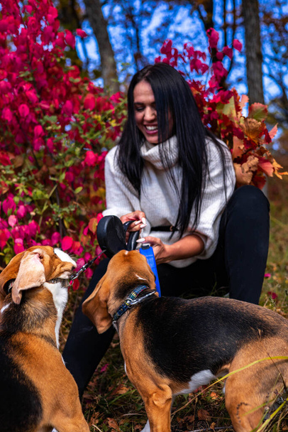 Ein junges schönes Mädchen spaziert mit zwei aktiven Beagle-Hunden durch den herbstlichen Wald. - Foto, Bild