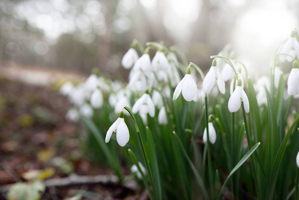 Blooming forest meadow, white Galanthus (snowdrops) flowers close-up. Early spring in Europe. Pure nature, environmental conservation, ecology, landscaping, gardening, perfume. Peace and joy concepts - Photo, Image