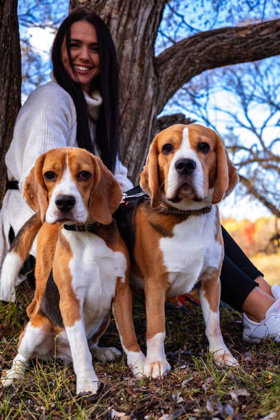 A young beautiful girl walks in the autumn forest with two active beagle dogs. Bright autumn foliage. Young frisky puppies. Walk outside the city. - Photo, image