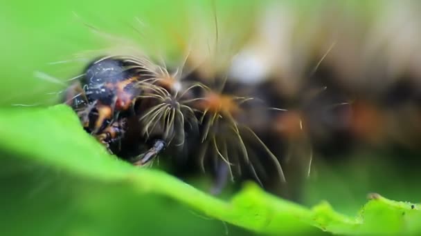 Vista cercana de larvas de polilla comiendo hojas - Metraje, vídeo