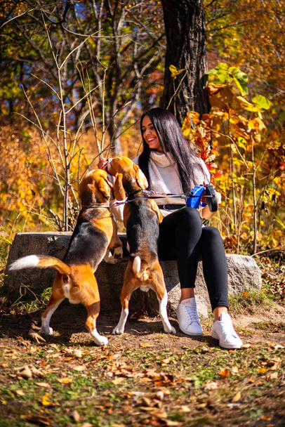 A young beautiful girl walks in the autumn forest with two active beagle dogs. Bright autumn foliage. Young frisky puppies. Walk outside the city. - Valokuva, kuva
