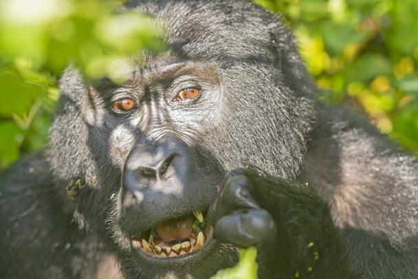 Gorilas de montaña comiendo en el bosque
 - Foto, imagen