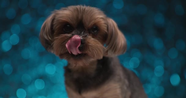 mały yorkshire terrier pies lizanie jego nos i patrząc z boku na bok na niebieskim tle - Materiał filmowy, wideo