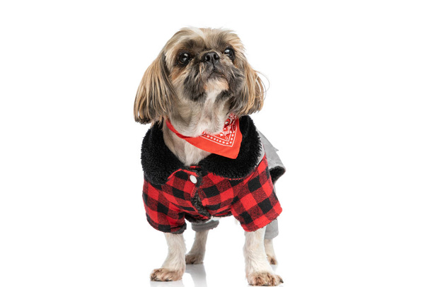 adorable pequeño shih tzu perro con chaqueta de otoño y bandana roja y mirando hacia arriba de una manera curiosa, mientras que de pie aislado sobre fondo blanco en el estudio - Foto, imagen