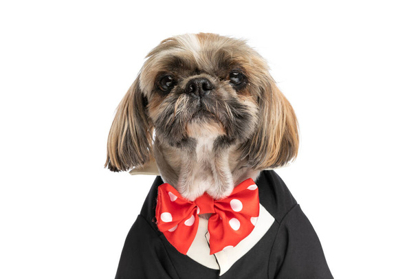 ihana shih tzu koira päällään rusetti ja musta puku, on tyylikäs ja seisoo eristetty valkoisella taustalla studiossa - Valokuva, kuva