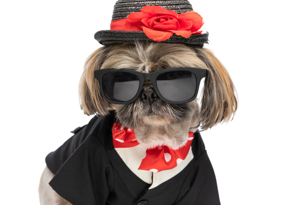 fresco piccolo shih tzu cucciolo indossa cappello, occhiali da sole ed elegante costume mentre in piedi isolato su sfondo bianco in studio - Foto, immagini