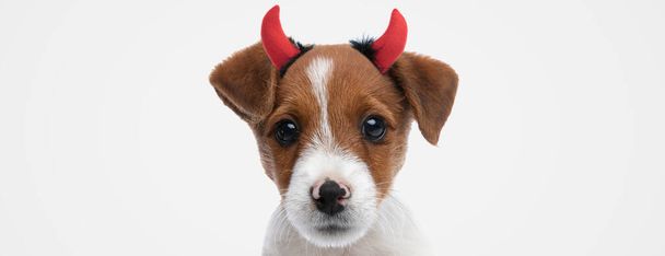 táj egy édes Jack Russell terrier kutya visel ördög szarv ellen szürke háttér - Fotó, kép