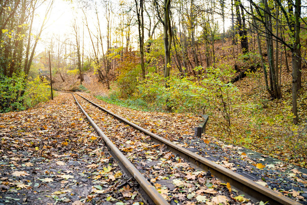 Old rusty railway tracks stretching into the distance among orange and yellow leaves in autumn October or November forest on calm day at sunset. Nature, season specific, transportation, cargo industry - Φωτογραφία, εικόνα