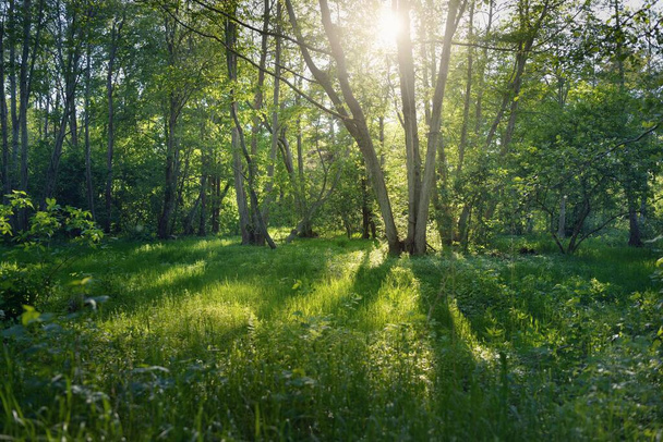 Blick auf einen grünen Laubwaldpark an einem sonnigen Tag. Mächtige Bäume, Pflanzen, Moos. Sanftes Sonnenlicht. Stimmungsvolle Landschaft. Natur, Umwelt, Ökologie, Ökotourismus, Nordic Walking, Entdeckungen - Foto, Bild